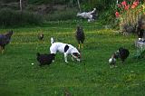 JACK RUSSEL ET POULES 047
